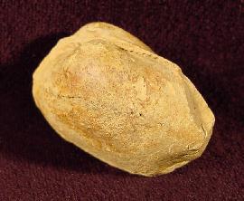 Paleoneilo pondaena HARTT  - Bild © FossNet FossilienStore